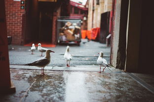 消失大鹅落网记，主人怒抽池塘水，追凶现场太有画面感！